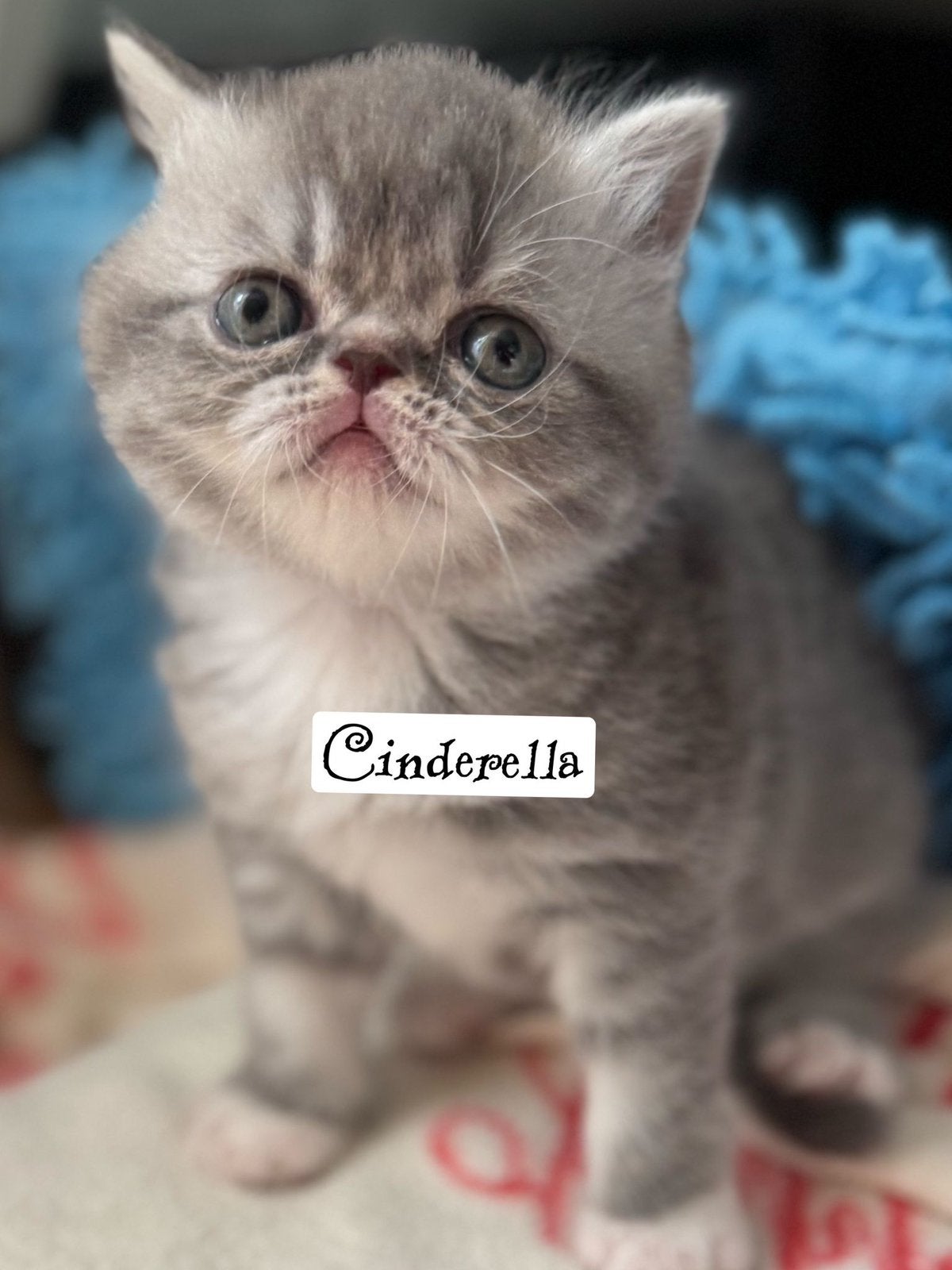Poils courts et longs exotiques, Plusieurs animaux, Avec pedigree, 0 à 2 ans