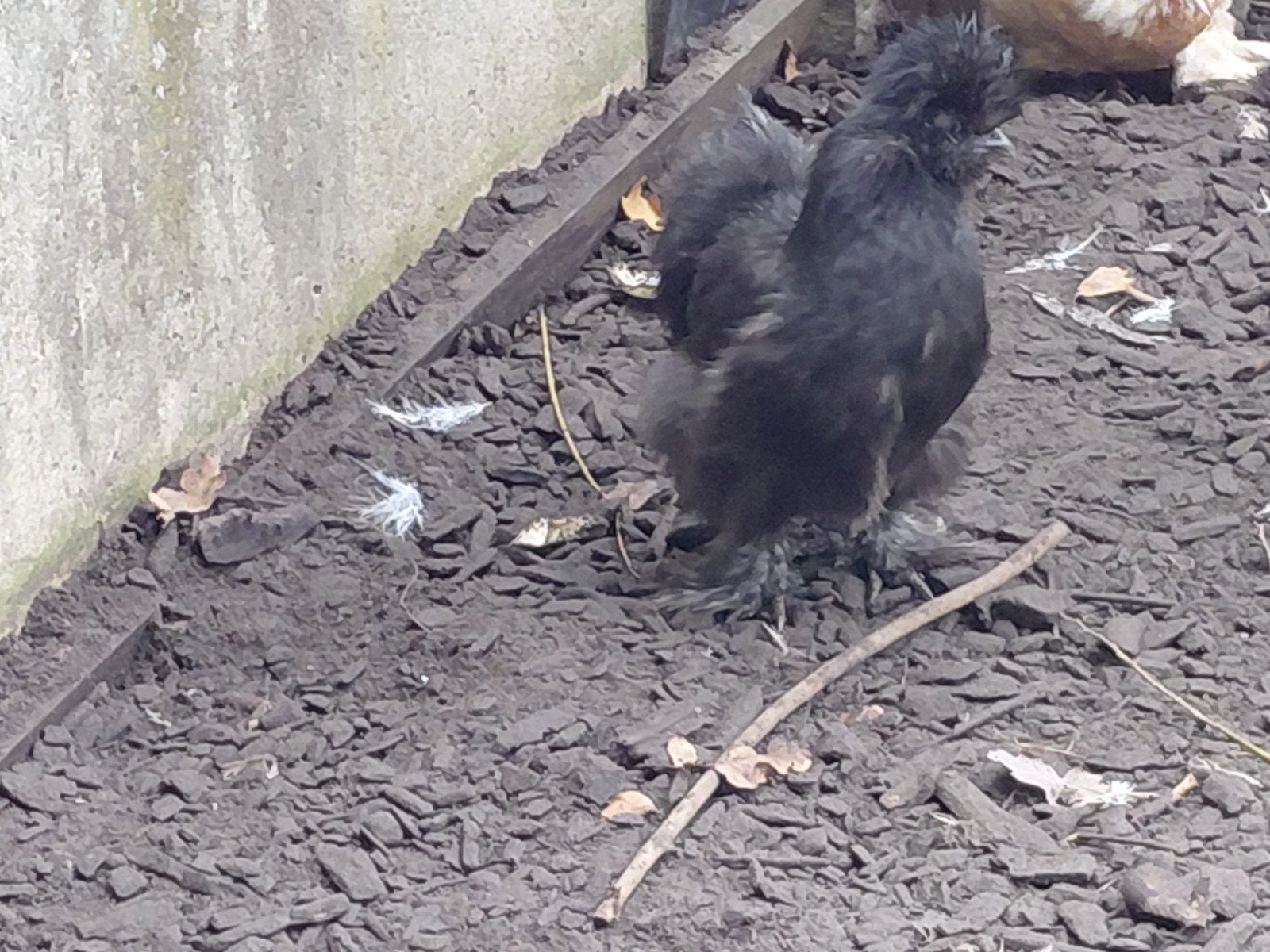 zijdehoen, Dieren en Toebehoren