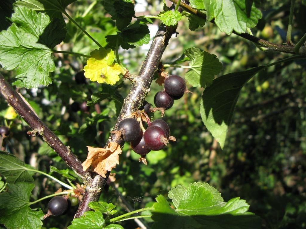 Casseillier, Jardin & Terrasse, Plantes | Arbres fruitiers, En pot, Plein soleil, Enlèvement, Printemps