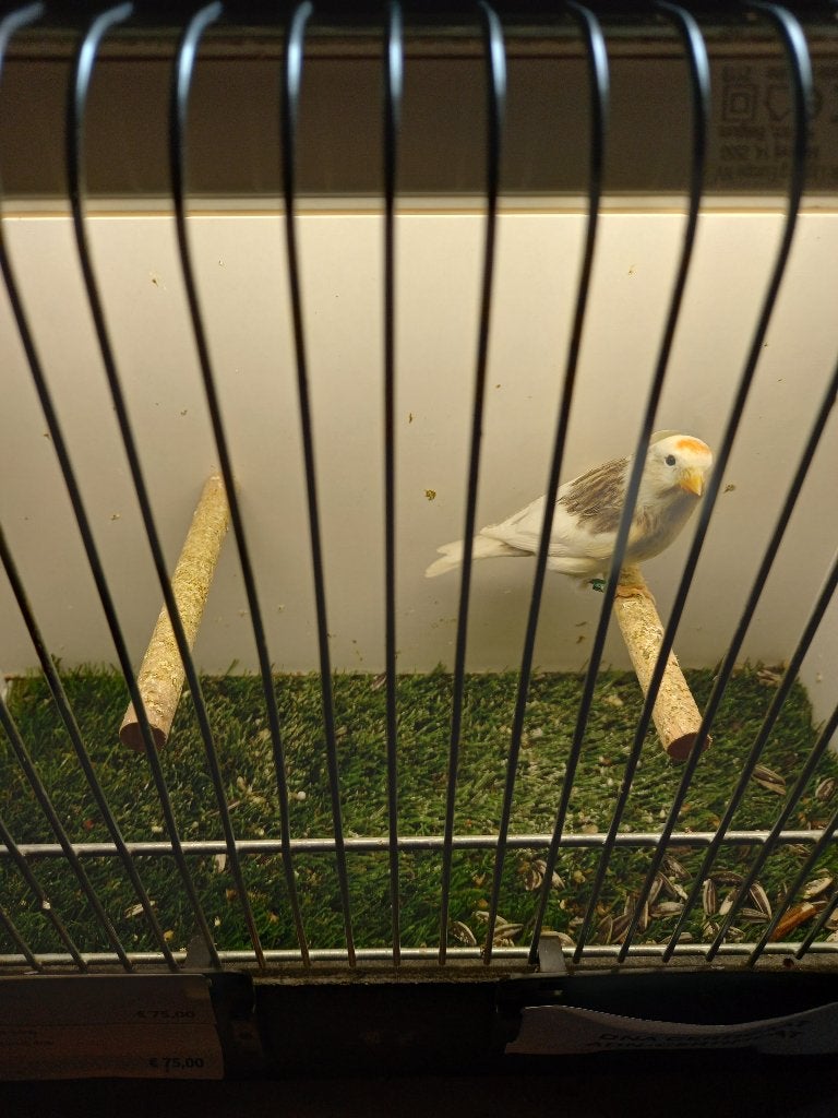 Barmsijs bont man, Dieren en Toebehoren, Mannelijk, Wildzangvogel, Geringd