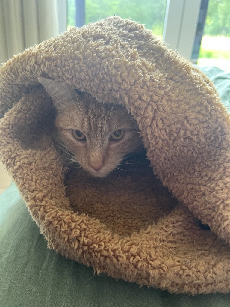 Superzachte slaapzak voor kat of kleine hondjes, Dieren en Toebehoren, Ophalen of Verzenden