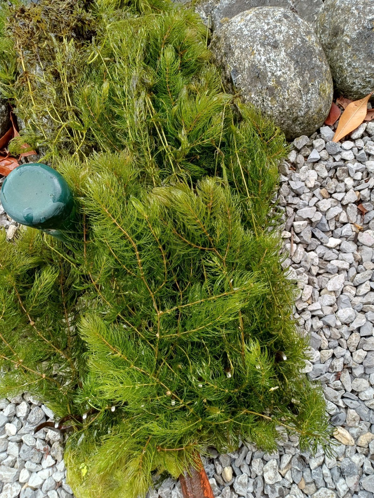 Zuurstofplanten, Ophalen