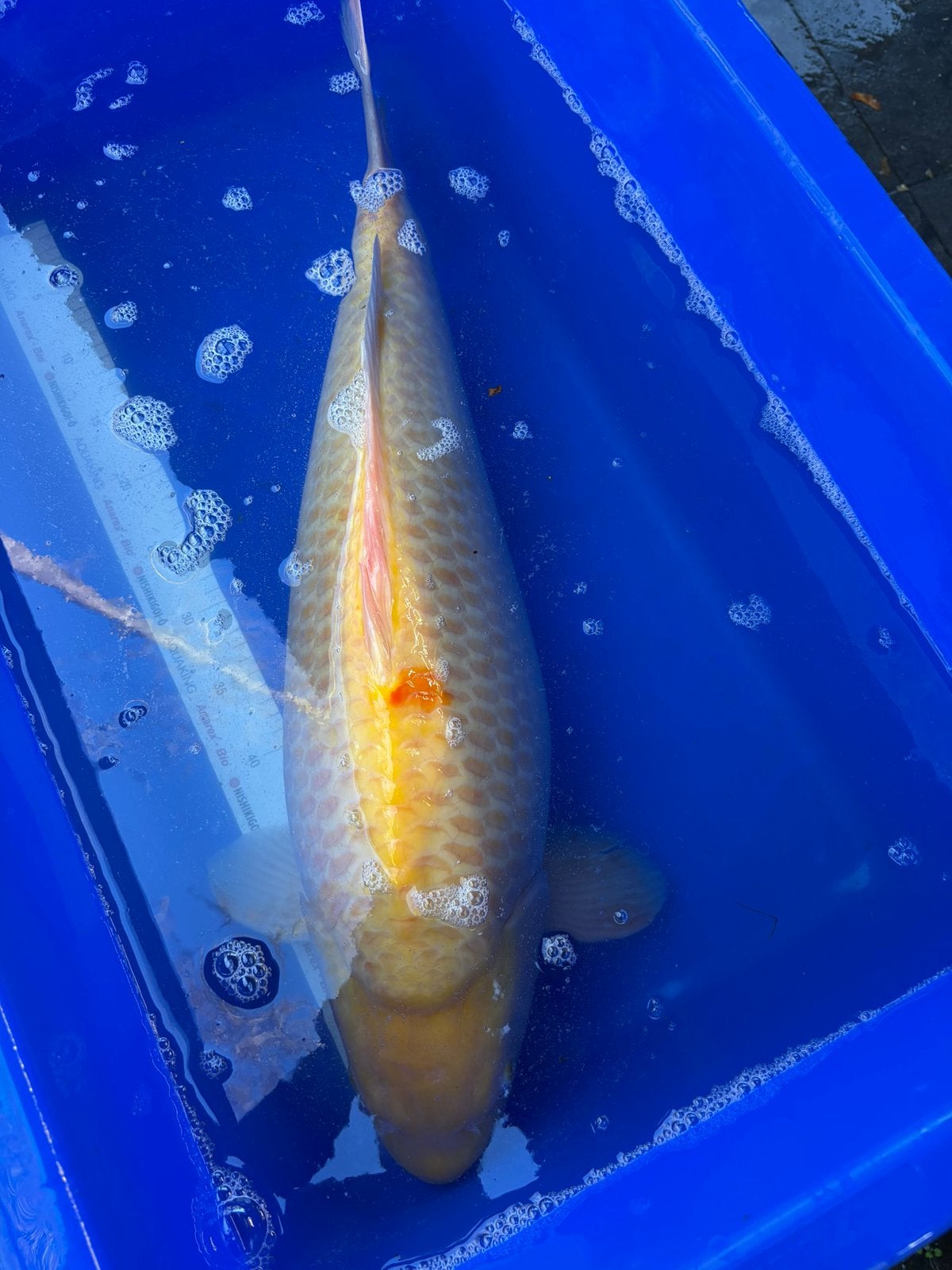 60 cm ko, Dieren en Toebehoren, Karper of Koi