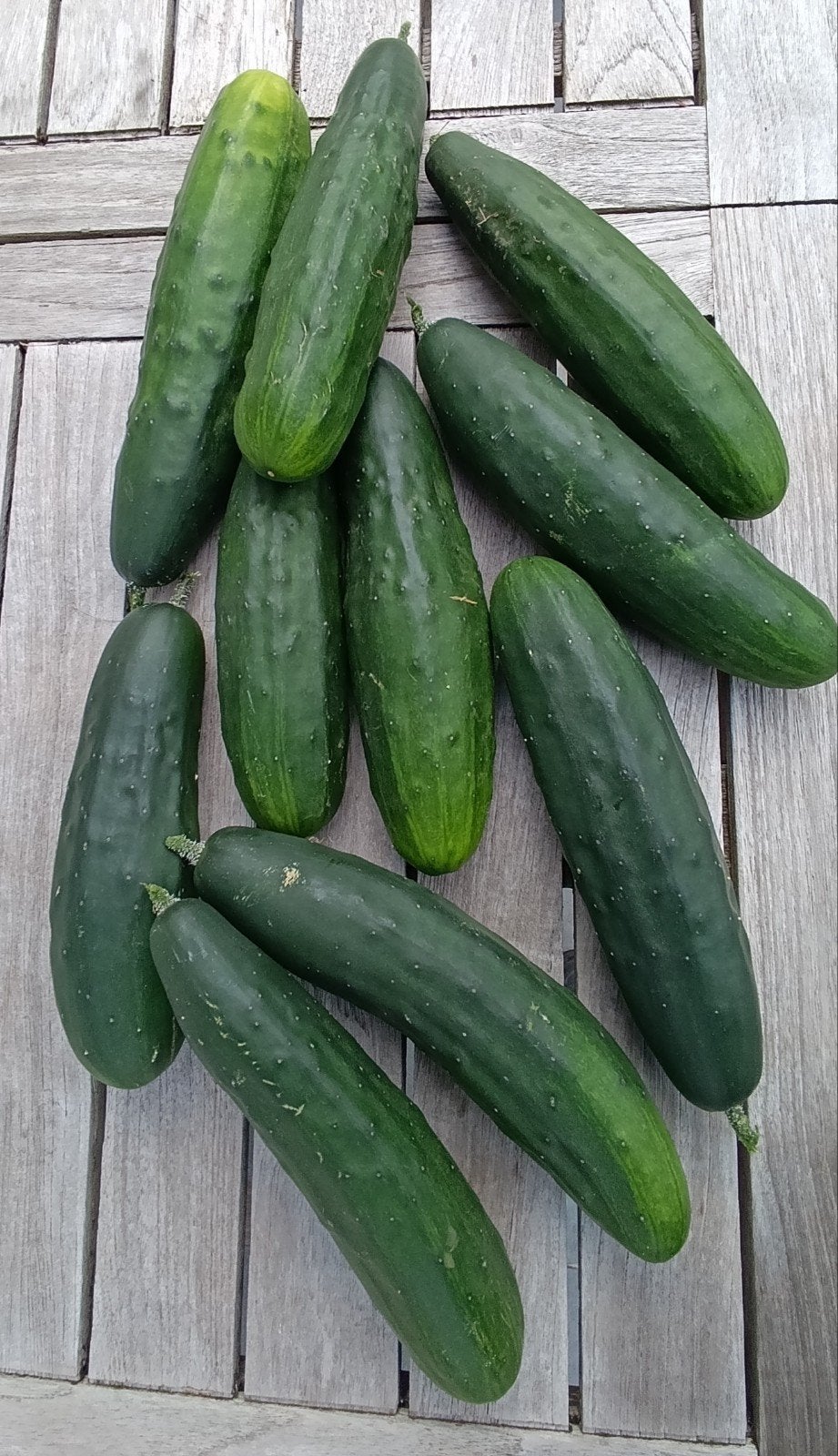 Concombres du jardin, Tuin en Terras, Plantenvoeding, Ophalen