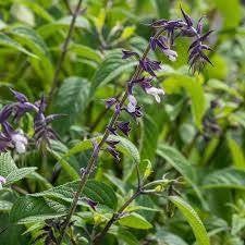 Salvia 'Phyllis Fancy', Volle zon, Vaste plant, Herfst, Ophalen