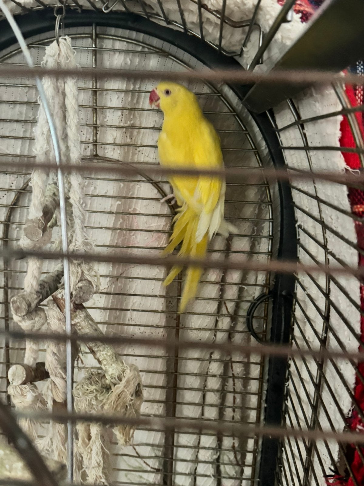 Papegaai, Perroquet