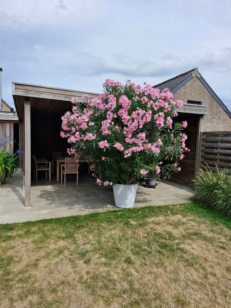 Oleander +- 3 m met eco pot, Tuin en Terras, Ophalen, Zomer, Volle zon