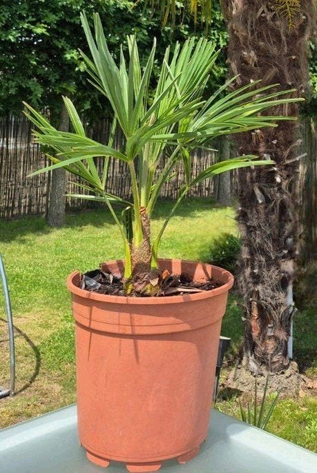 Palmiers rustiques Trachycarpus Fortunei, Enlèvement