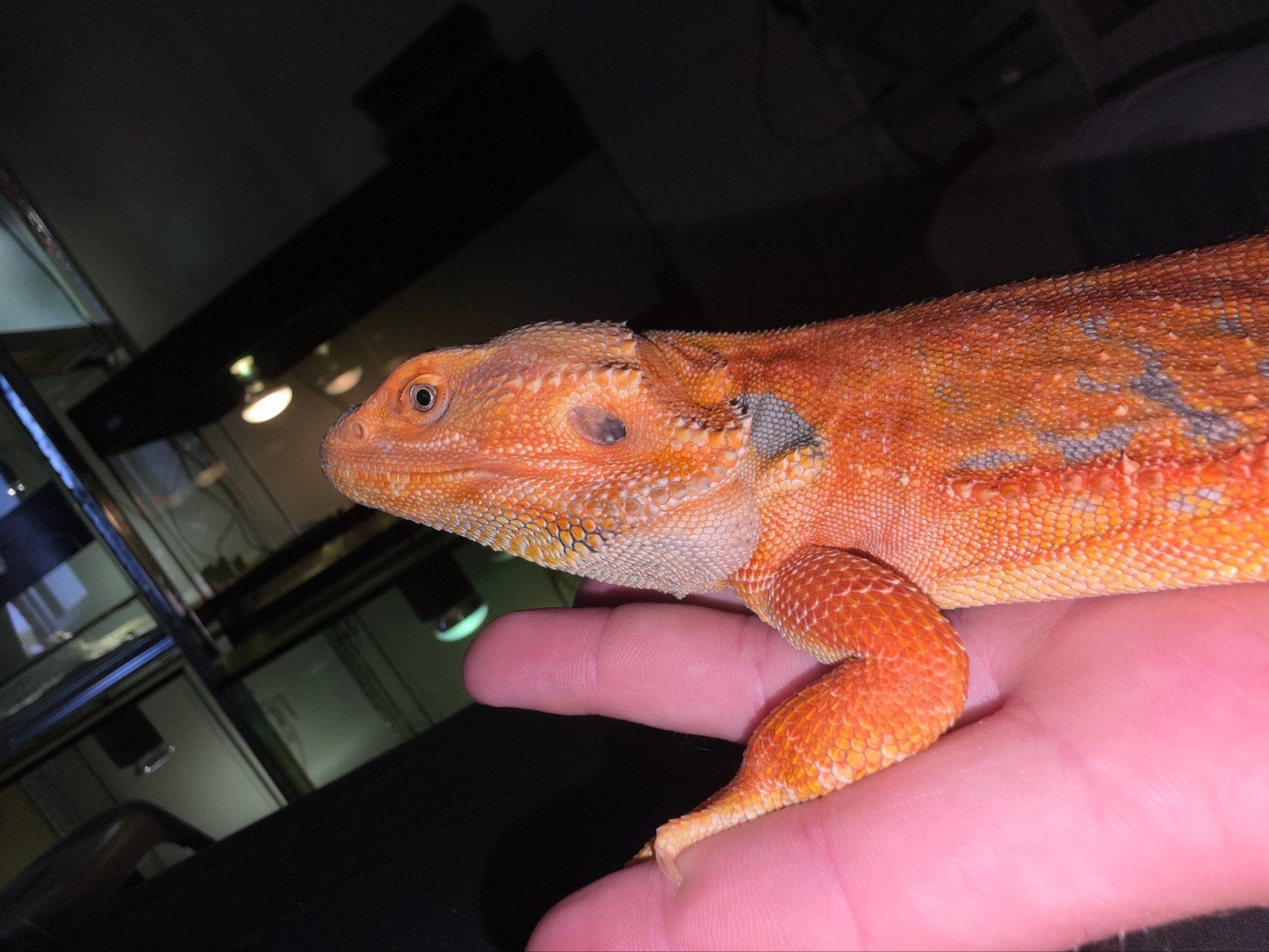 Superbe rouge espagnol ! ! ! Joli petit bonhomme !, Lézard, Domestique, 3 à 6 ans