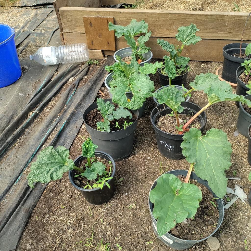 Rhubarbe plant, Tuin en Terras, Ophalen