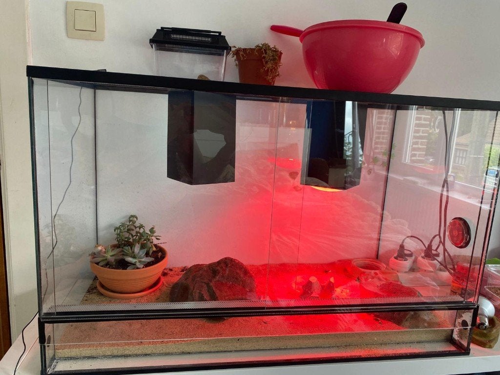 baardagaam met terrarium te koop!, Dieren en Toebehoren, Overige soorten, Met terrarium, 0 tot 2 jaar