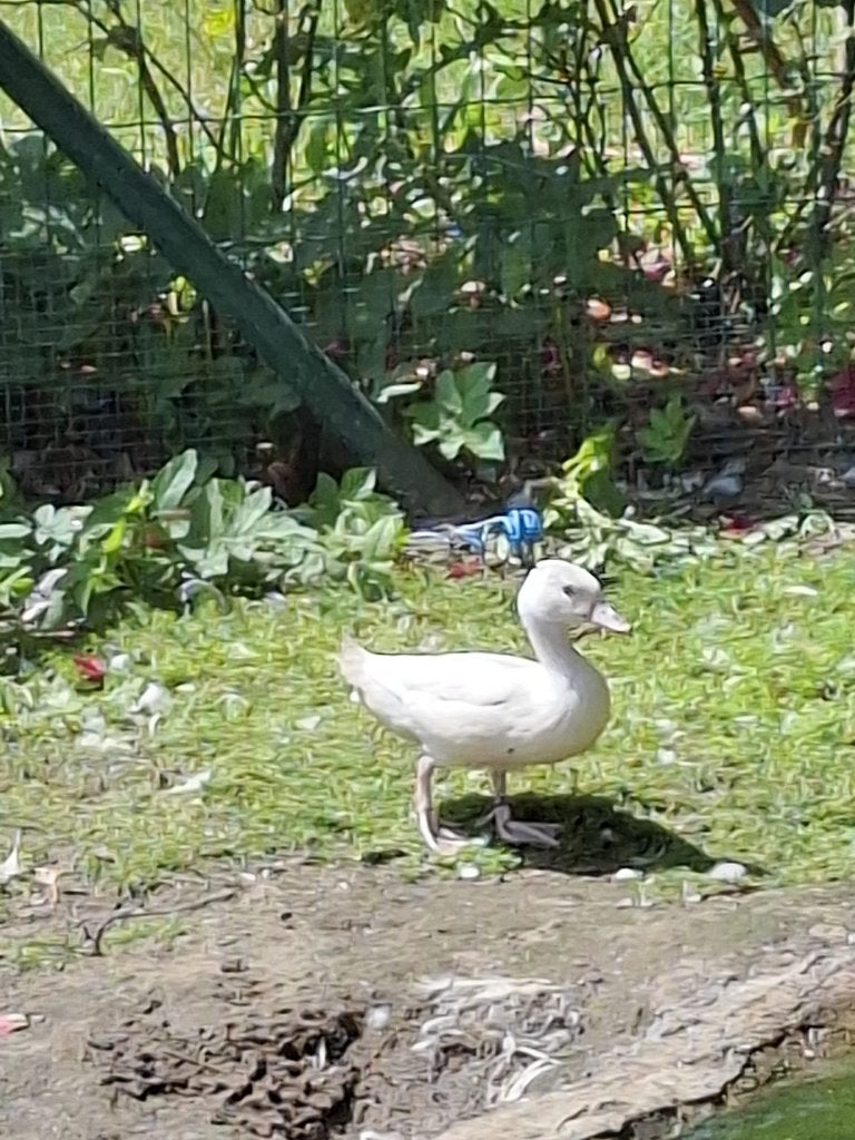 witte carolina's, Dieren en Toebehoren, Pluimvee, Eend, Vrouwelijk