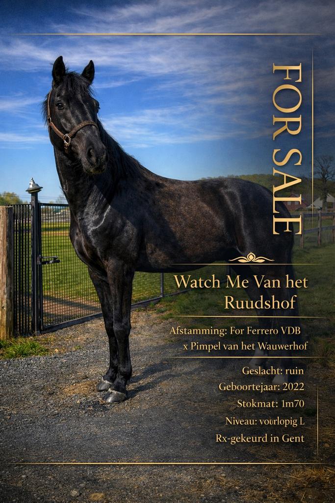 Kwaliteitsvolle ruin voor hogere sport, Animaux & Accessoires, Chevaux