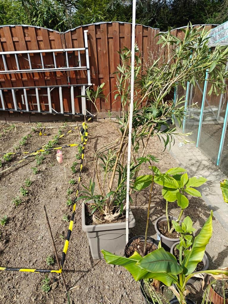 Oleander, Tuin en Terras, Ophalen, In pot