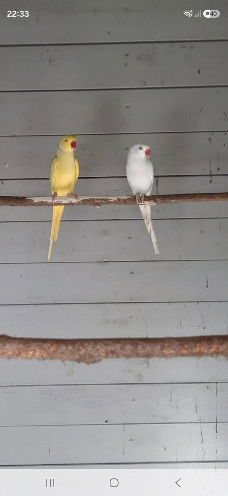 Halsbandparkieten te koop, kweekkoppels en jongen '26, Dieren en Toebehoren