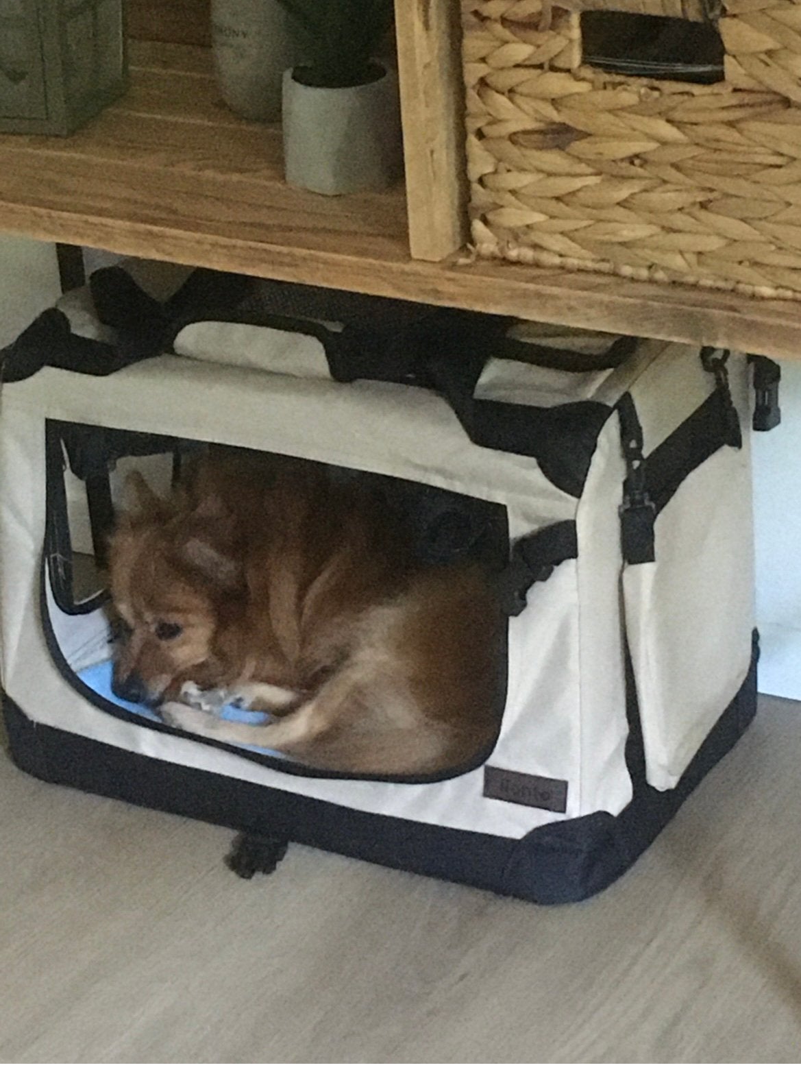 Honden bench, Ophalen, Zo goed als nieuw