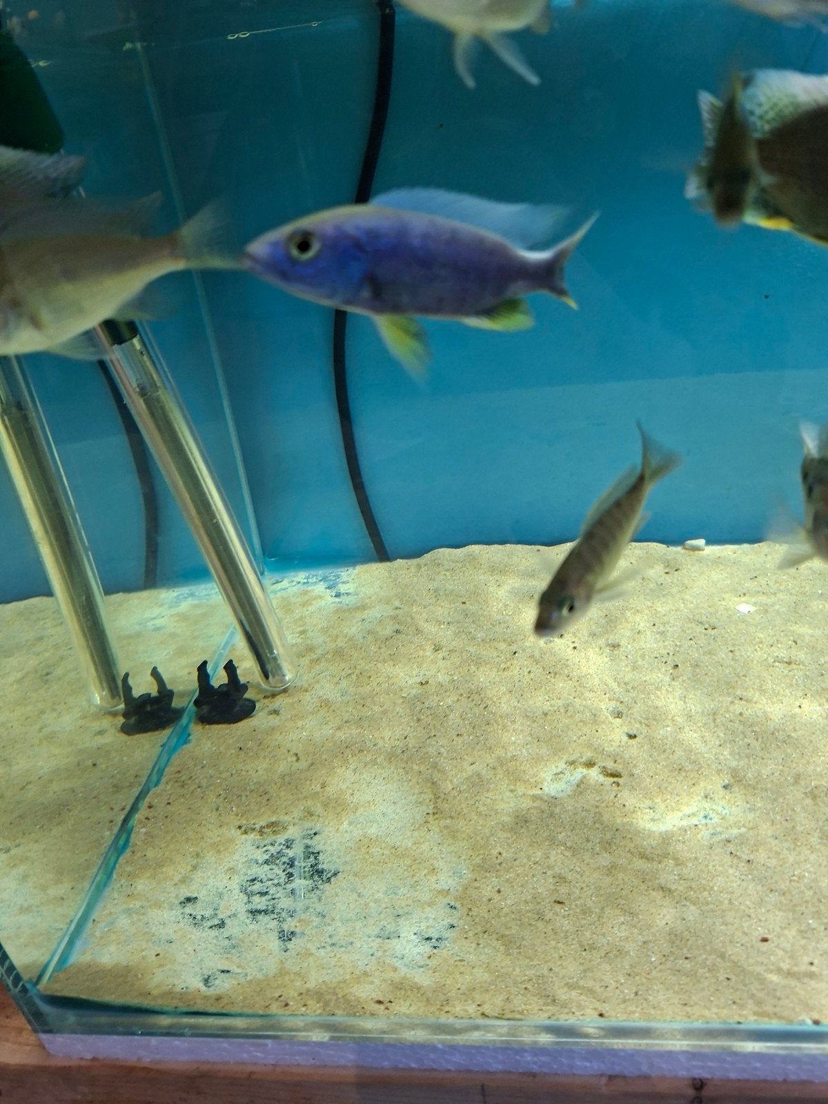 Cichlides malawi sciaenochromis frery ice berg
