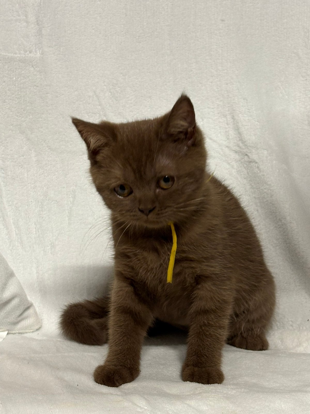 Britse Korthaar kitten, Poes, Gechipt, 0 tot 2 jaar