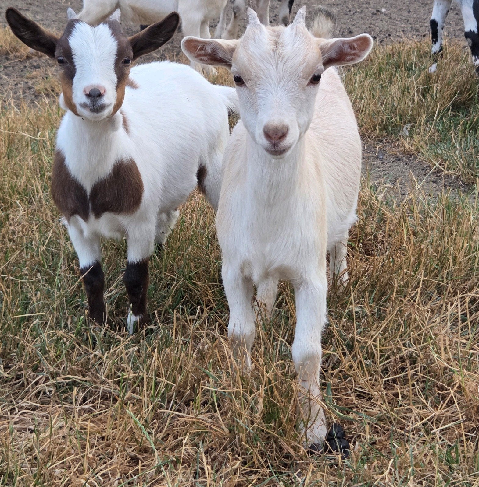 Twee dwerggeit miekes lammetjes