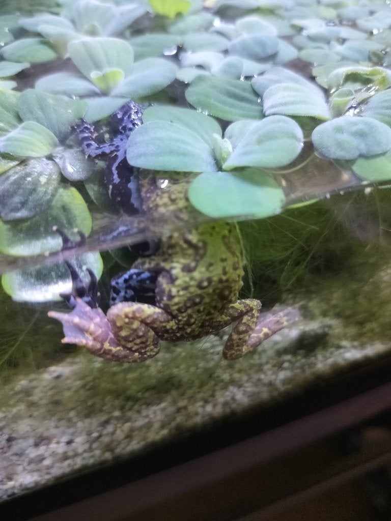 Koreaanse vuurbuikpad, Animaux & Accessoires, Reptiles & Amphibiens, Amphibien, 0 à 2 ans