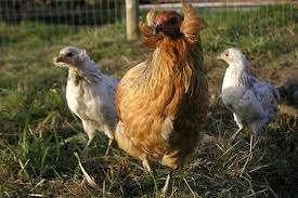 pondeurs bleu oeufs Araucana 100% poules 0499/082381, Animaux & Accessoires, Femelle, Poule ou poulet