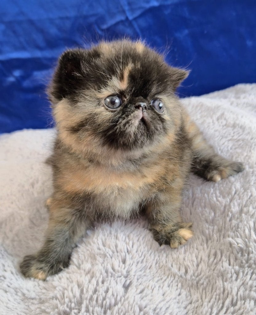 Color Me Crazy, Dieren en Toebehoren, Katten en Kittens | Raskatten | Korthaar, Poes, Met stamboom, 0 tot 2 jaar
