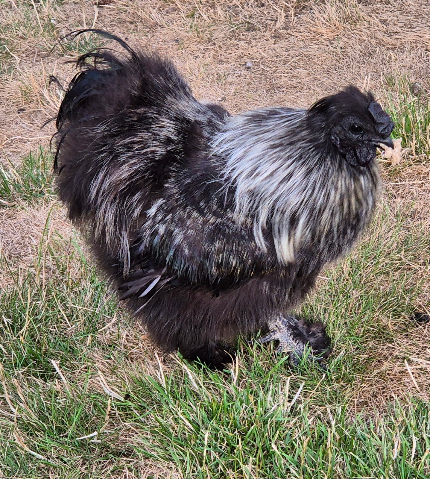 Zijdehoen haantje, Dieren en Toebehoren, Mannelijk, Kip