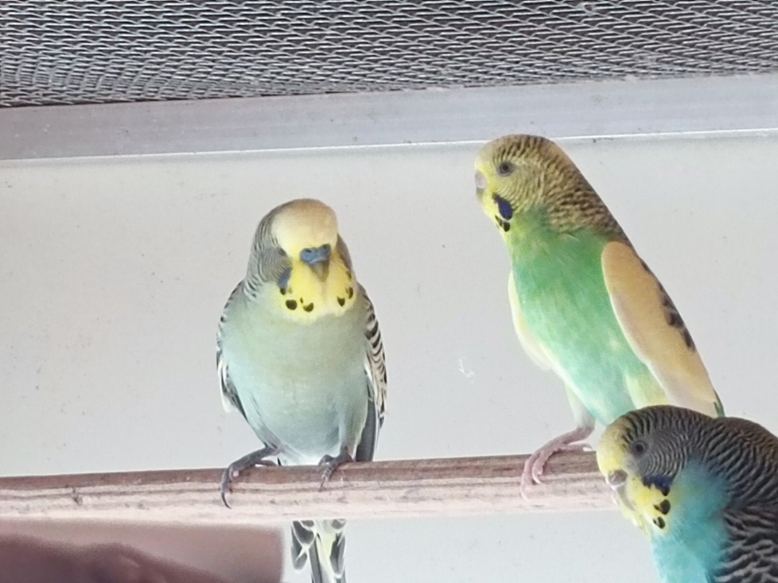 Grasparkieten, Dieren en Toebehoren