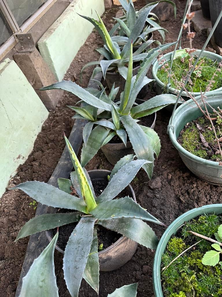 Hondderdjarige aloe vera, Tuin en Terras, Ophalen
