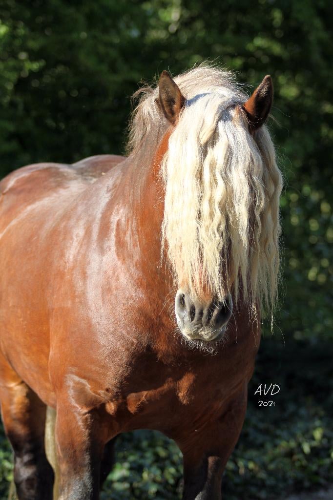 Comtois Dekhengsten ter Dekking - Dekseizoen 2026, Dieren en Toebehoren, Paarden, Met stamboom, Hengst, 3 tot 6 jaar, Tuigpaard