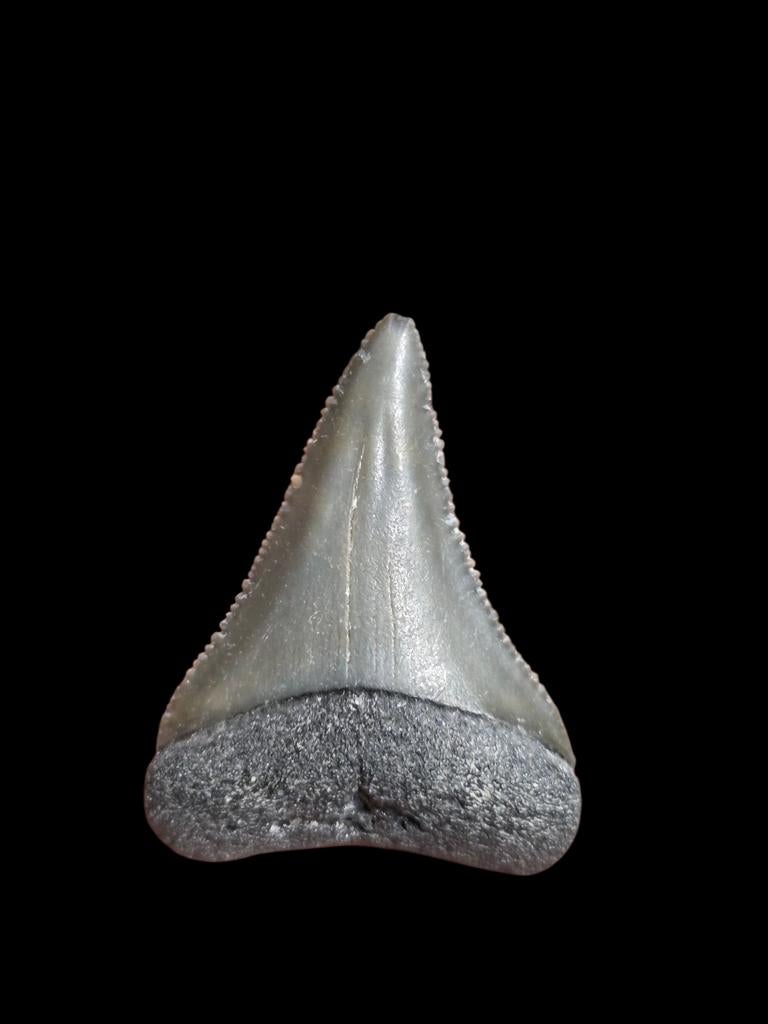 3) Grand carcharodon carcharias (requin blanc) de Bone Valle, Enlèvement ou Envoi, Fossile