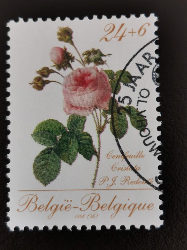 Belgique 1988 - fleurs - art - rose de Redouté, Enlèvement ou Envoi, Affranchi, Art