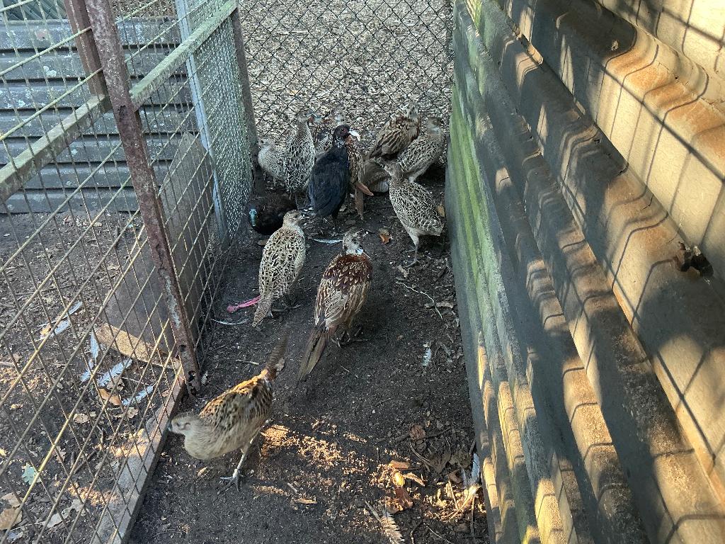 Fazanten, Dieren en Toebehoren, Pluimvee