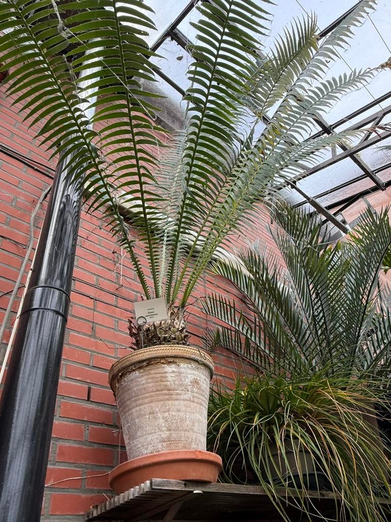 Palmvaren Dioon spinulosum, Tuin en Terras, Ophalen