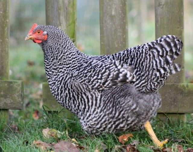 Amrock kippen jonge hennen beschikbaar, Vrouwelijk, Kip
