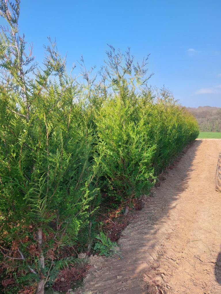 Conifeer/ groenblijvende haagspar: thuja atrovirens, Tuin en Terras, Ophalen, Conifeer, Haag, 250 cm of meer
