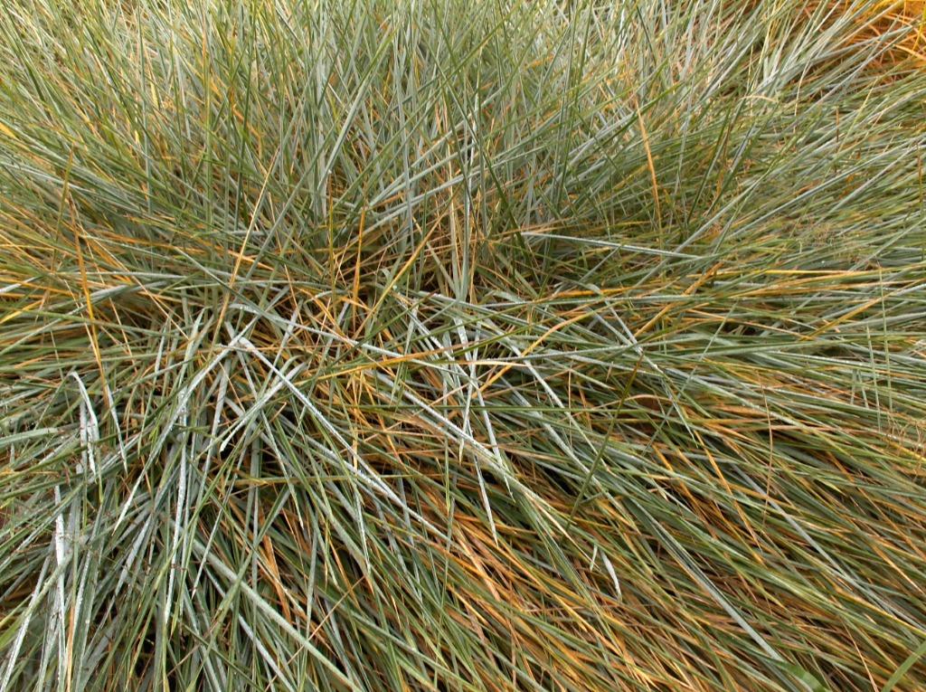 Siergras Elymus arenarius duinhaver zandhaver, Ophalen, Volle zon, Vaste plant, Siergrassen