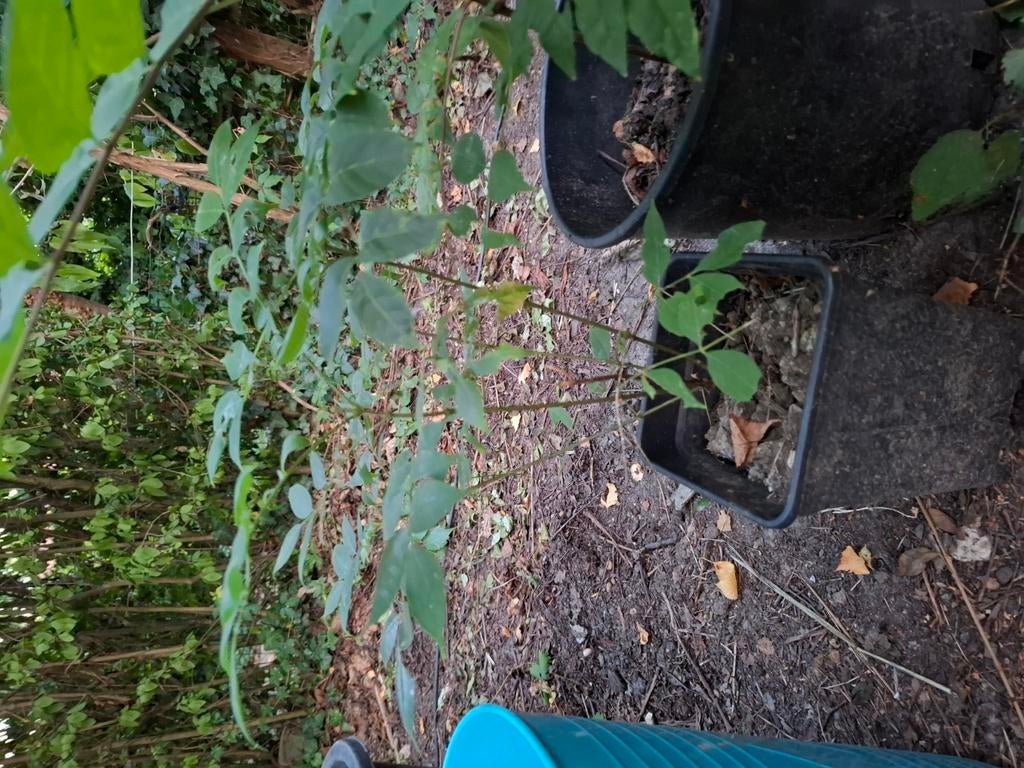 Bijenbomen Tetradium daniellii 25cm tot 2m, Tuin en Terras, Ophalen