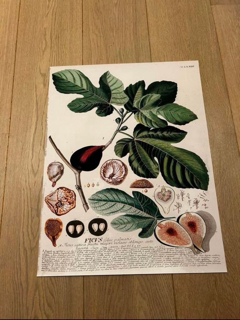 Wanddecoratie vijgen, Verzamelen, Posters, Ophalen of Verzenden, Zo goed als nieuw