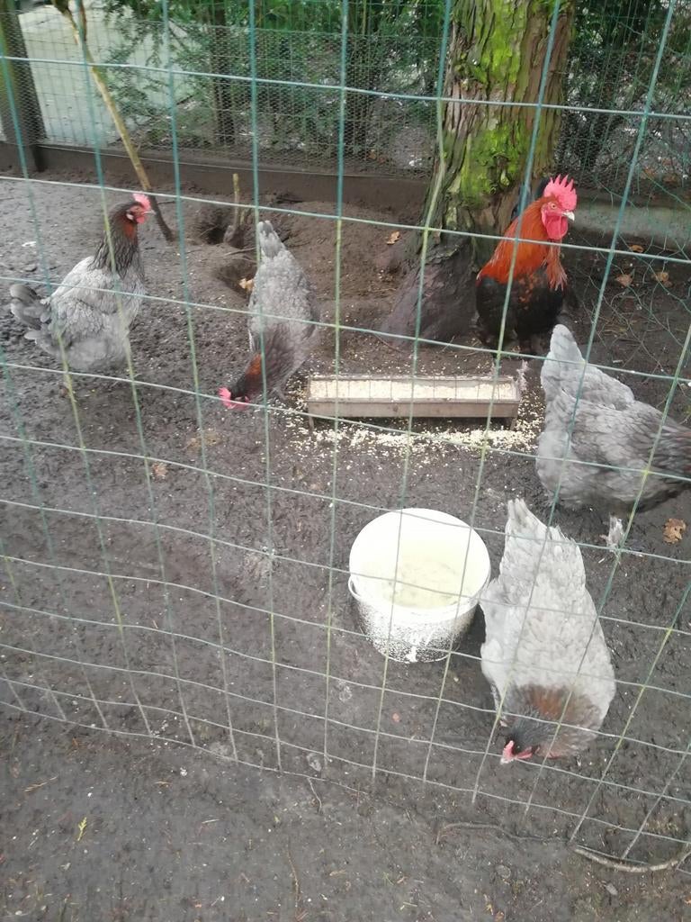 Broedeieren van marans blouw koperhals