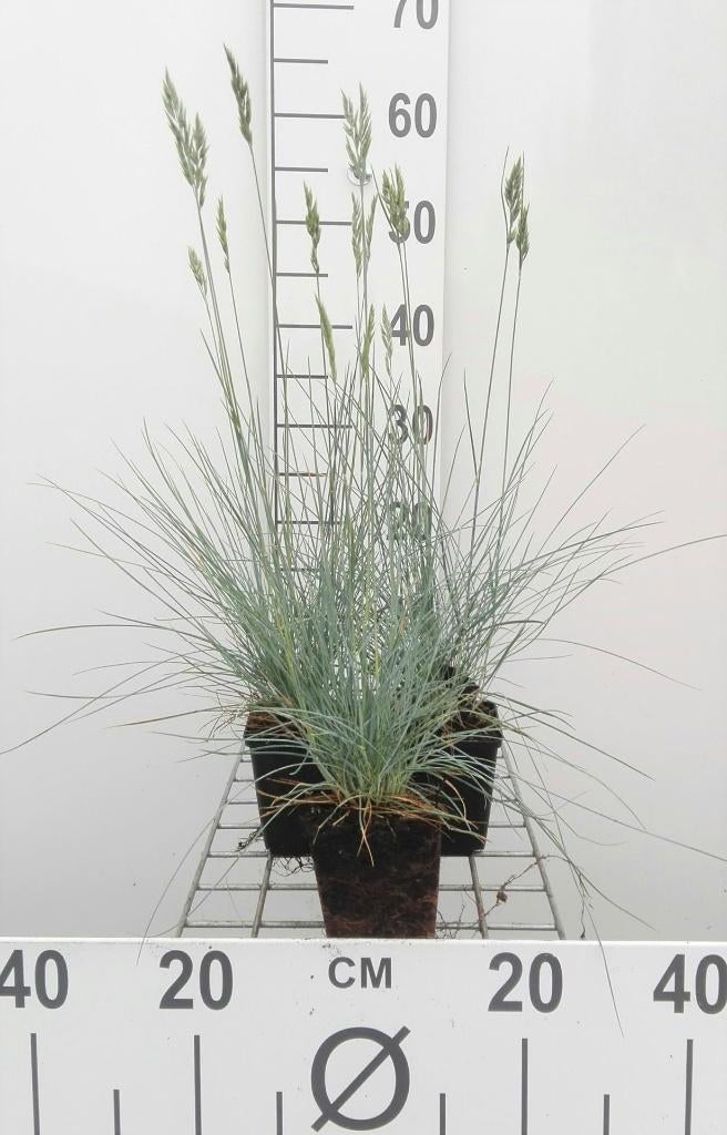 Festuca glauca. promo van de kwekerij!, Jardin & Terrasse, Plantes | Jardin, Plein soleil, Été, Enlèvement, Graminées ornementales