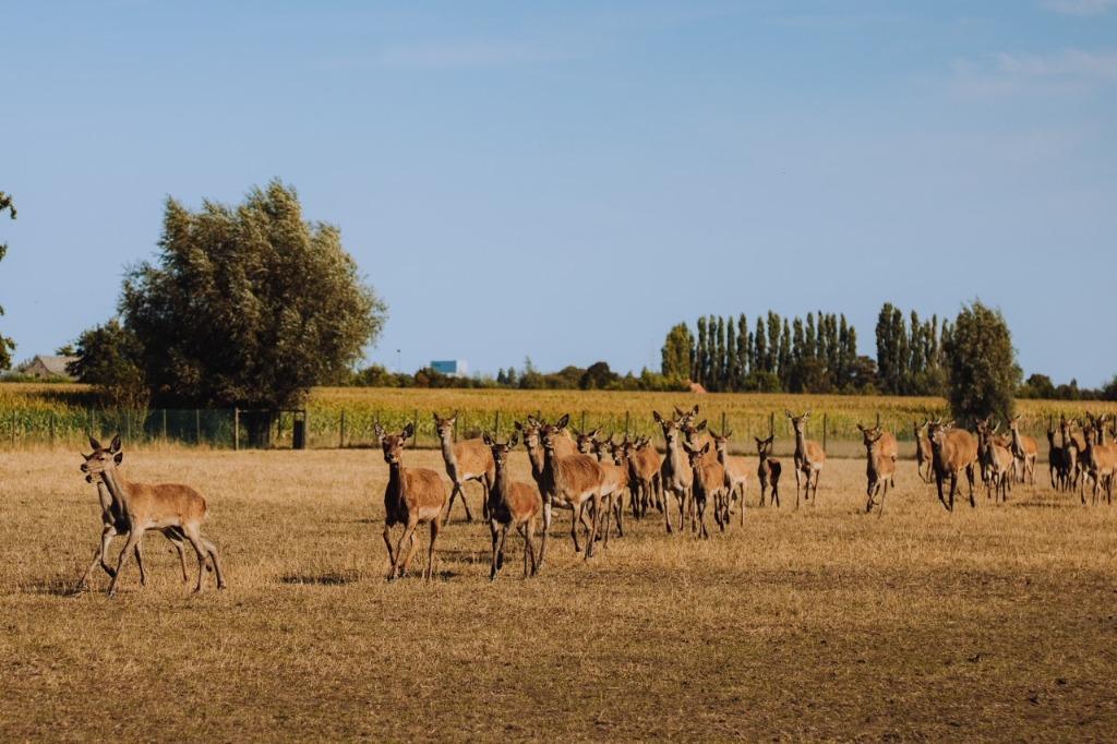 gevraagd damherten edelherten herten, Meerdere dieren