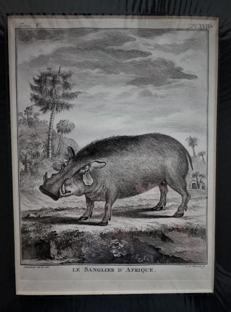 Gravure sur cuivre « Le Sanglier d'Afrique »  Voorburg 1780, Enlèvement ou Envoi