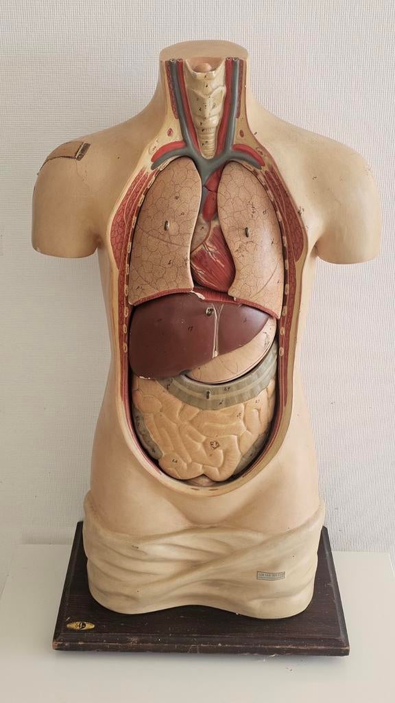 anatomisch model van een menselijke torso. Antiek, Antiek en Kunst, Ophalen