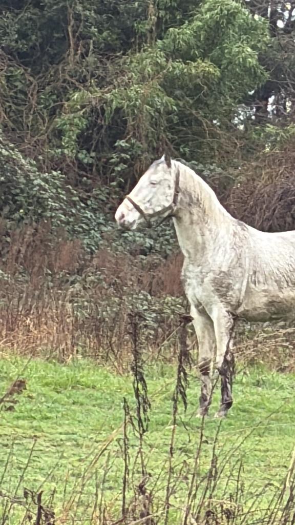 Cheval, Minder dan 160 cm, Met stamboom, Hengst, 3 tot 6 jaar