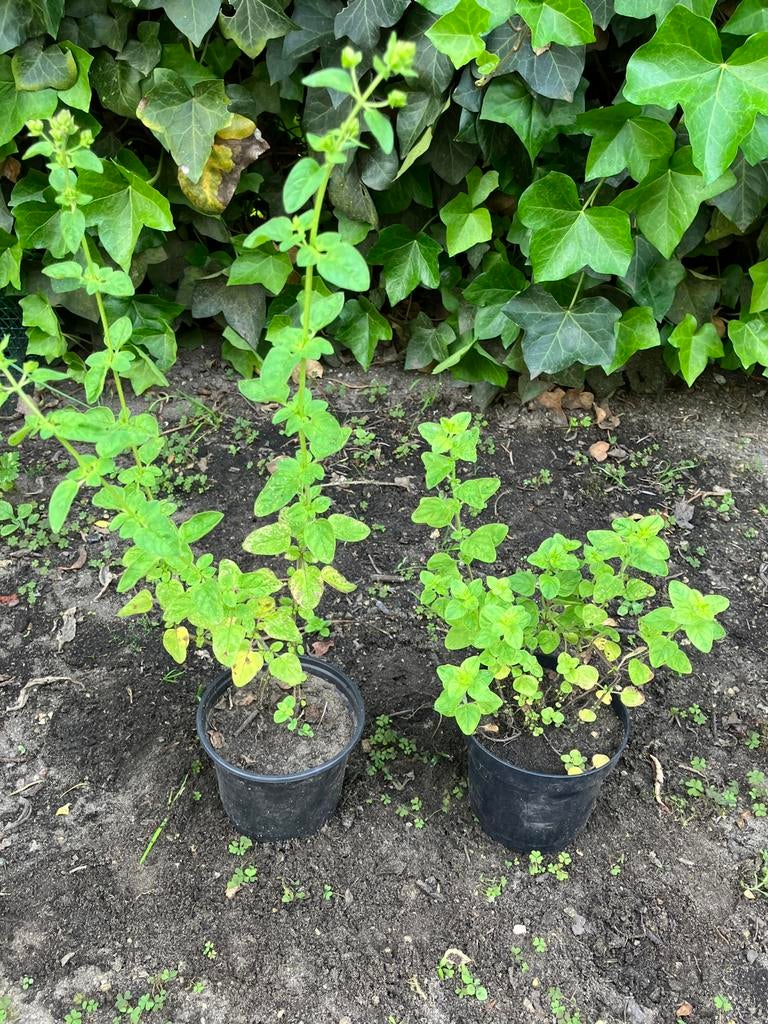 Oregano in pot 15 cm, Jardin & Terrasse, Plantes | Jardin, Enlèvement, Plante fixe, Herbes