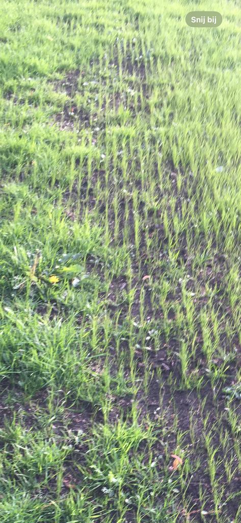 grasvelden inzaaien na droogte gazons , paardenweides, Mise à l'étable ou Mise en Pâturage