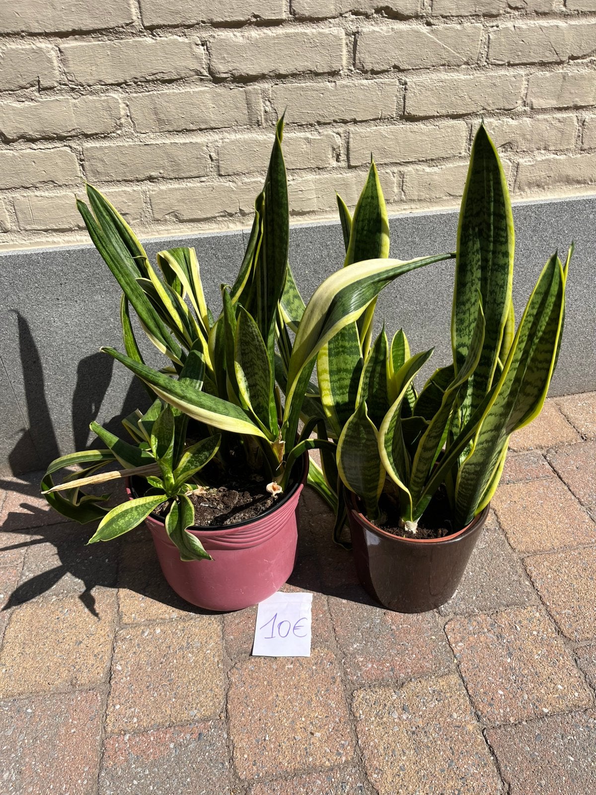 Sandevieria, Maison & Meubles, Plantes d'intérieur, Enlèvement
