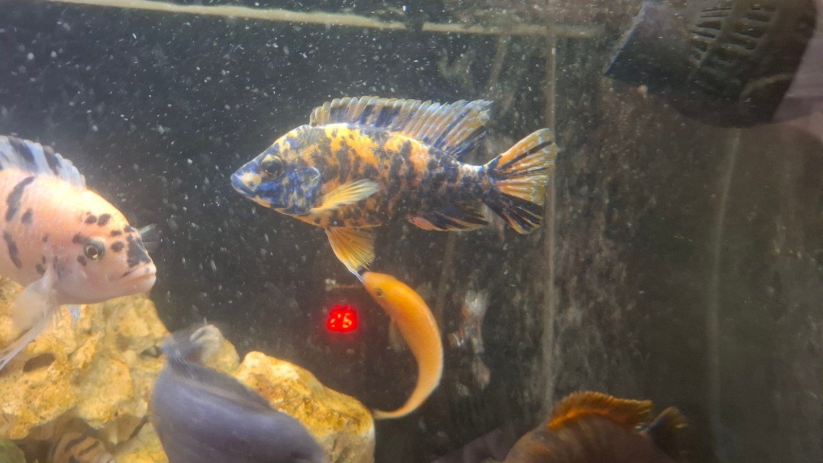 aulonocara OB gold man te koop SHOW, Vis, Zoetwatervis