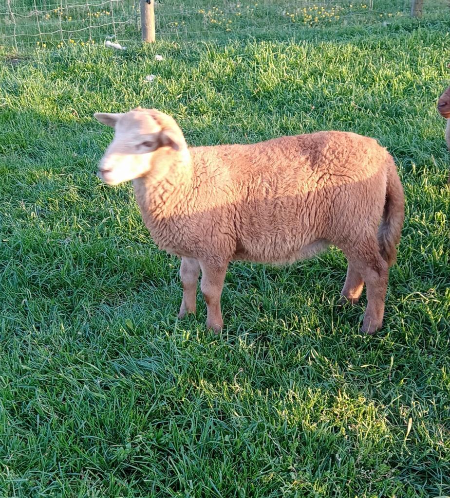 Mooi jong rammetje. Kruising Nolana met Ardense Voskop, Dieren en Toebehoren, Mannelijk, Schaap, 0 tot 2 jaar